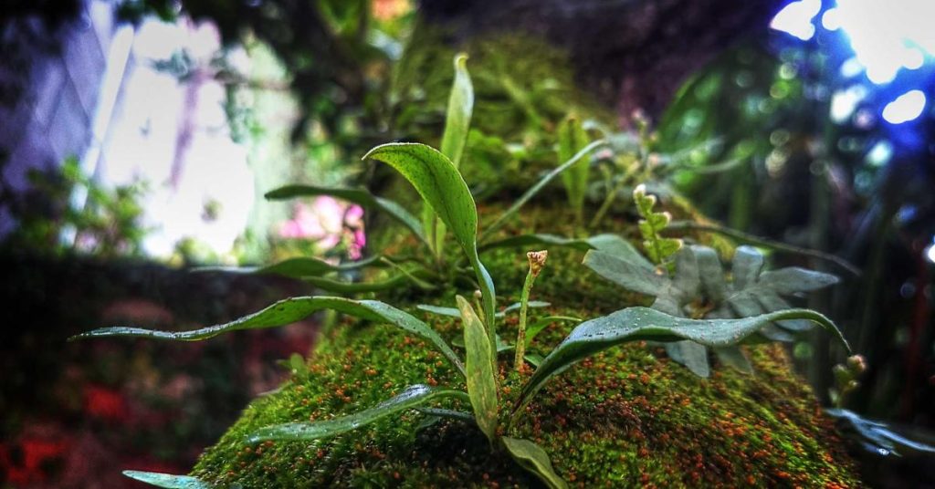 高效节水的隐形助手：现代农业中的滴灌带技术解析