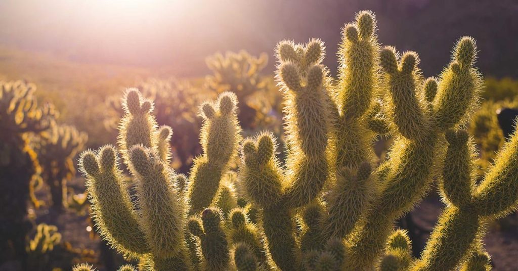 精准滋养：现代滴灌技术如何重塑农业与生态