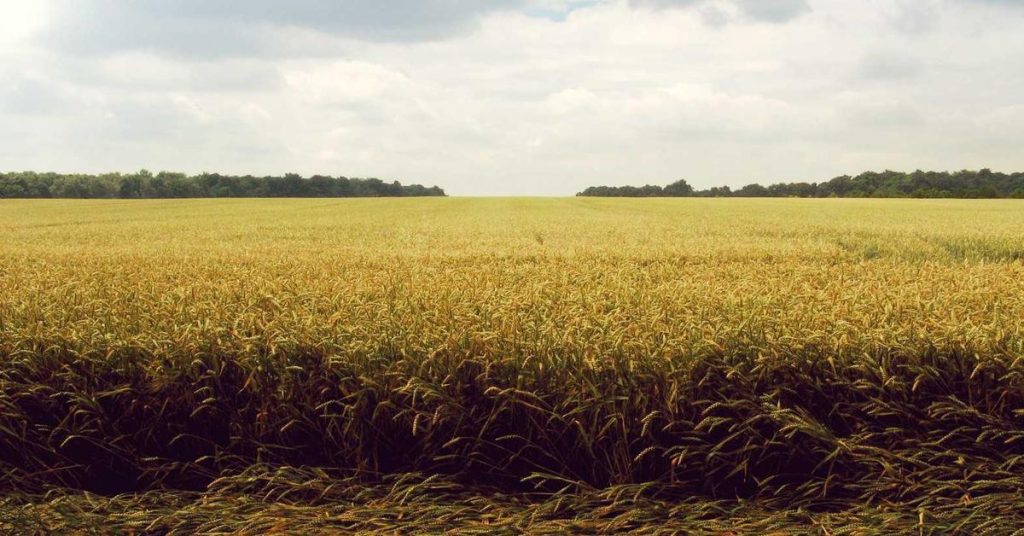 精妙的水资源管理艺术：滴灌技术如何重塑现代农业