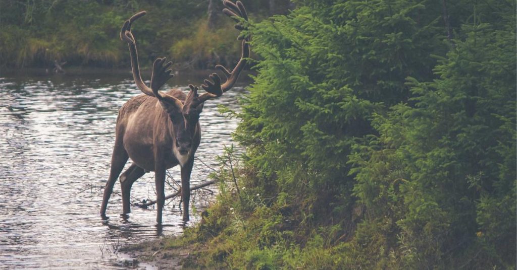 高效节水的农业革命：滴灌带如何重塑现代农田灌溉