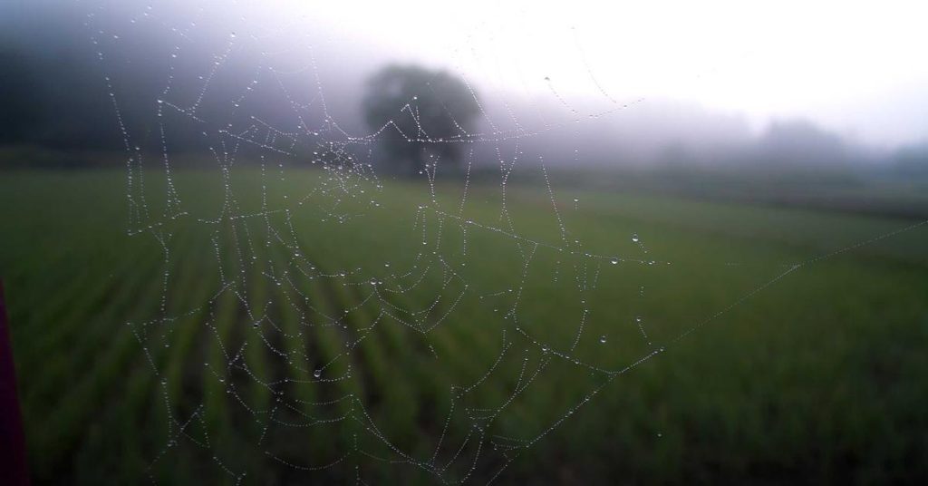 现代农田的智慧脉络：高效喷灌系统的应用与选择指南