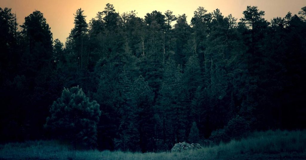 精妙的水资源管理艺术：滴灌技术如何重塑现代农业