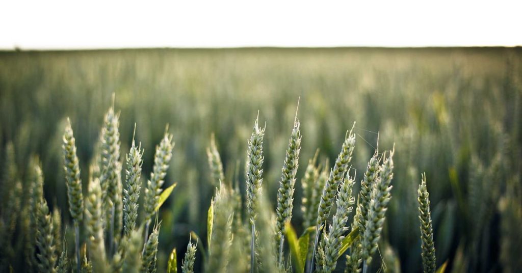 高效节水的幕后功臣：滴灌带如何重塑现代农业灌溉格局