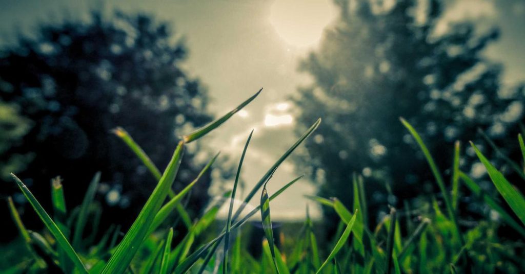 精打细算的智慧：现代滴灌技术如何重塑农业与生态