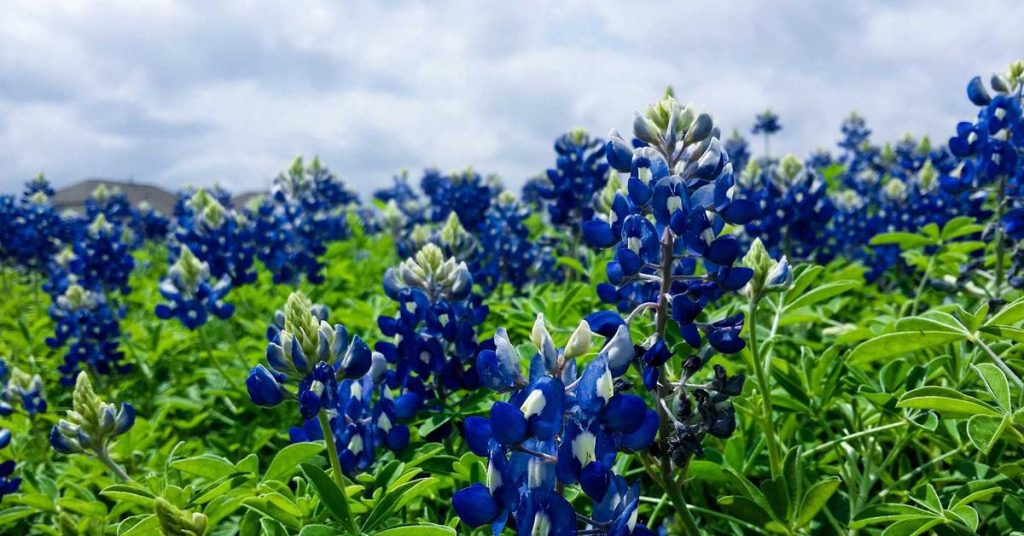 高效节水的农业革命：滴灌带如何重塑现代农田灌溉