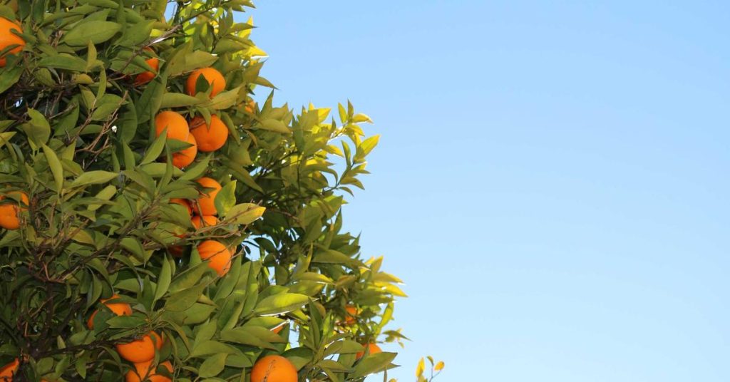 现代农田的智慧之雨：高效喷灌系统的原理、优势与应用指南